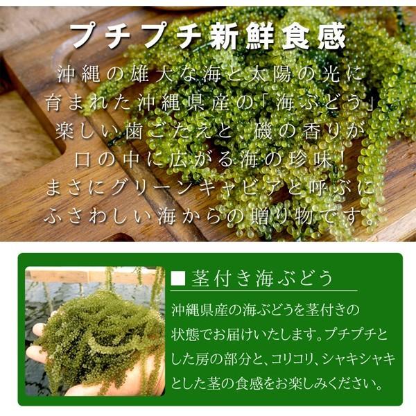 産地直送 沖縄県産 海ぶどう(茎付き) 50g×2袋 塩水漬け