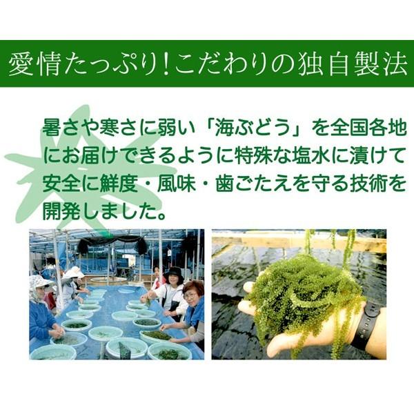 産地直送 沖縄県産 海ぶどう(茎付き) 50g×2袋 塩水漬け